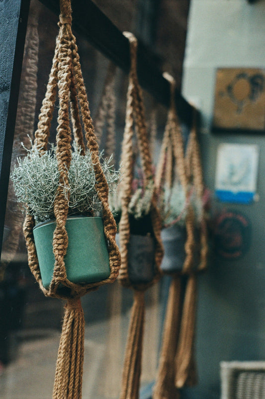The Ultimate Guide to Hanging Plants Without Damaging Your Rental Walls