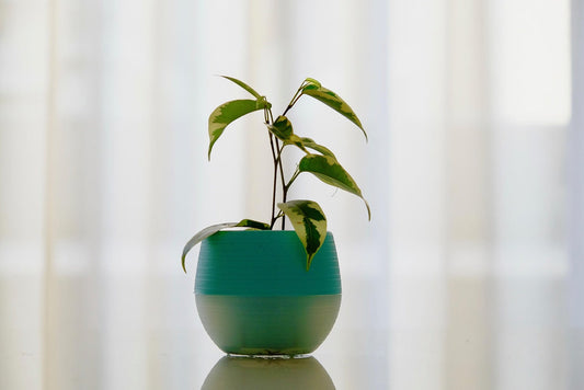Terracotta Aging Gracefully: How to Clean and Maintain Your Clay Pots