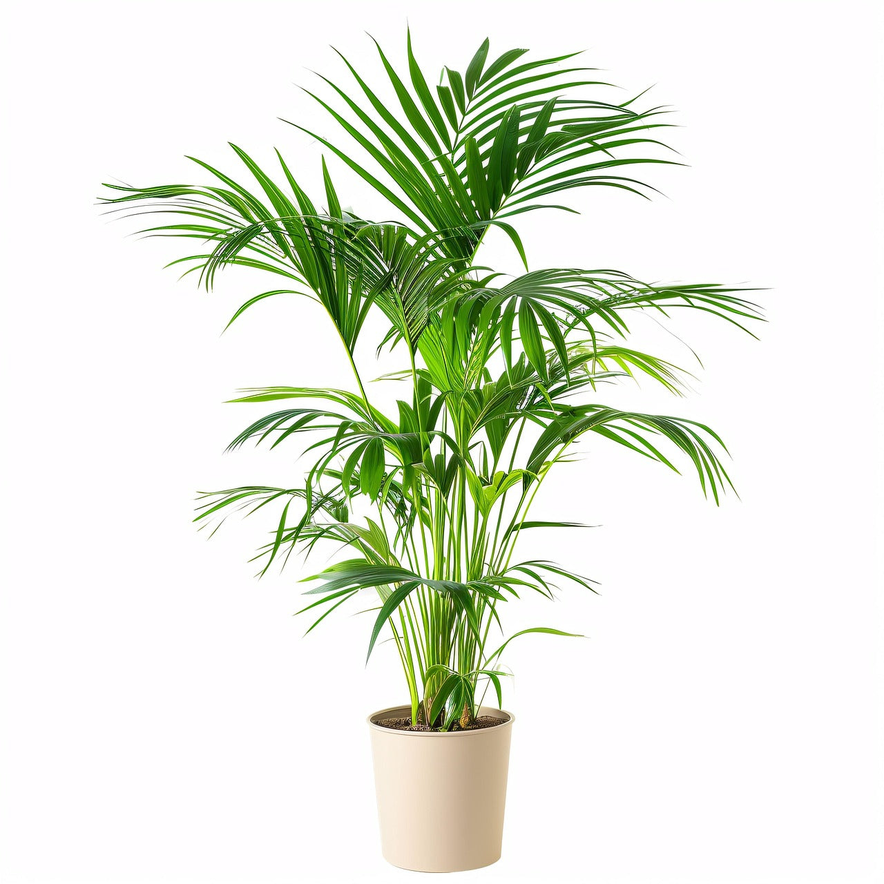 Parlor Palms
