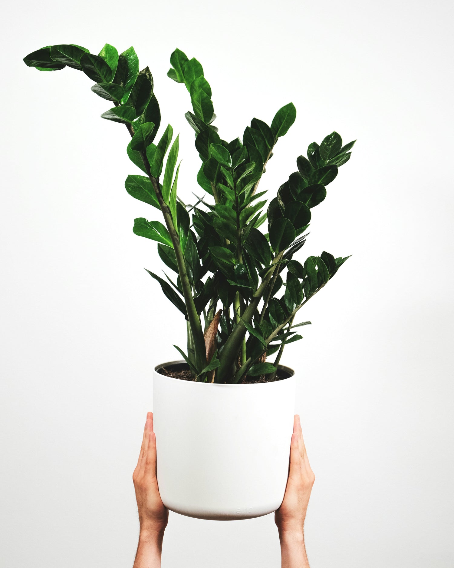 ZZ Plants
