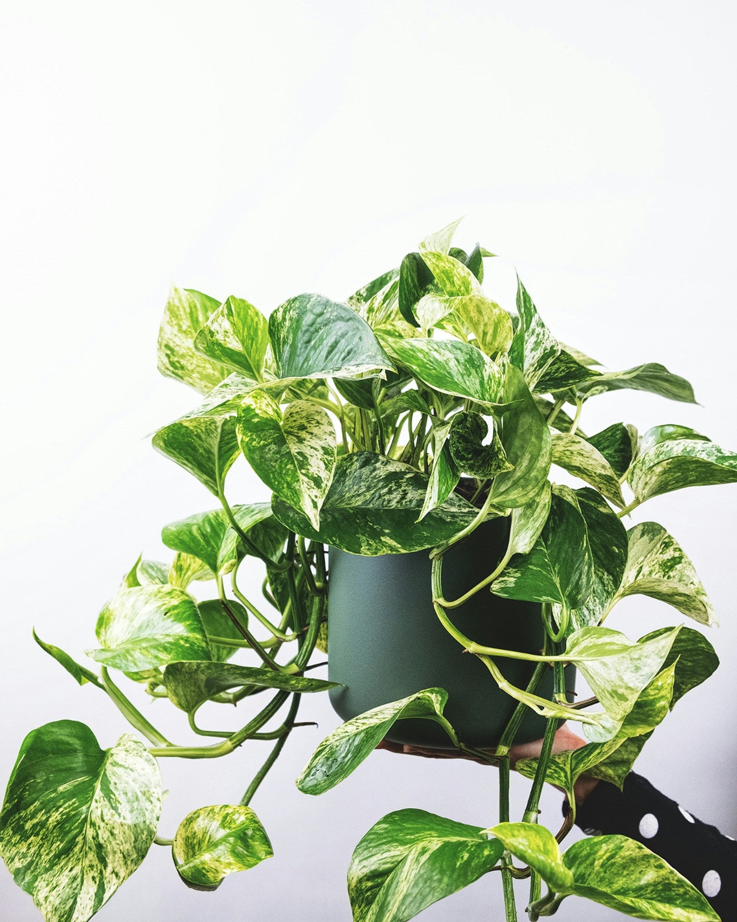 Pothos Ivy