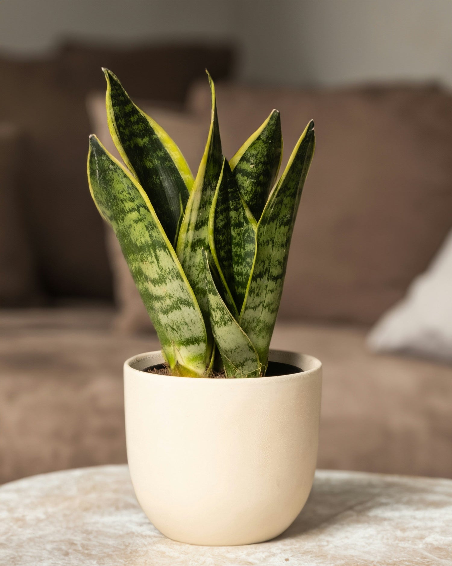 Snake Plants