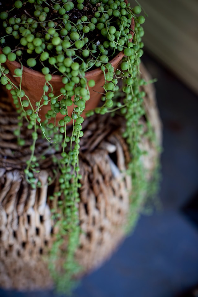 String of Pearls