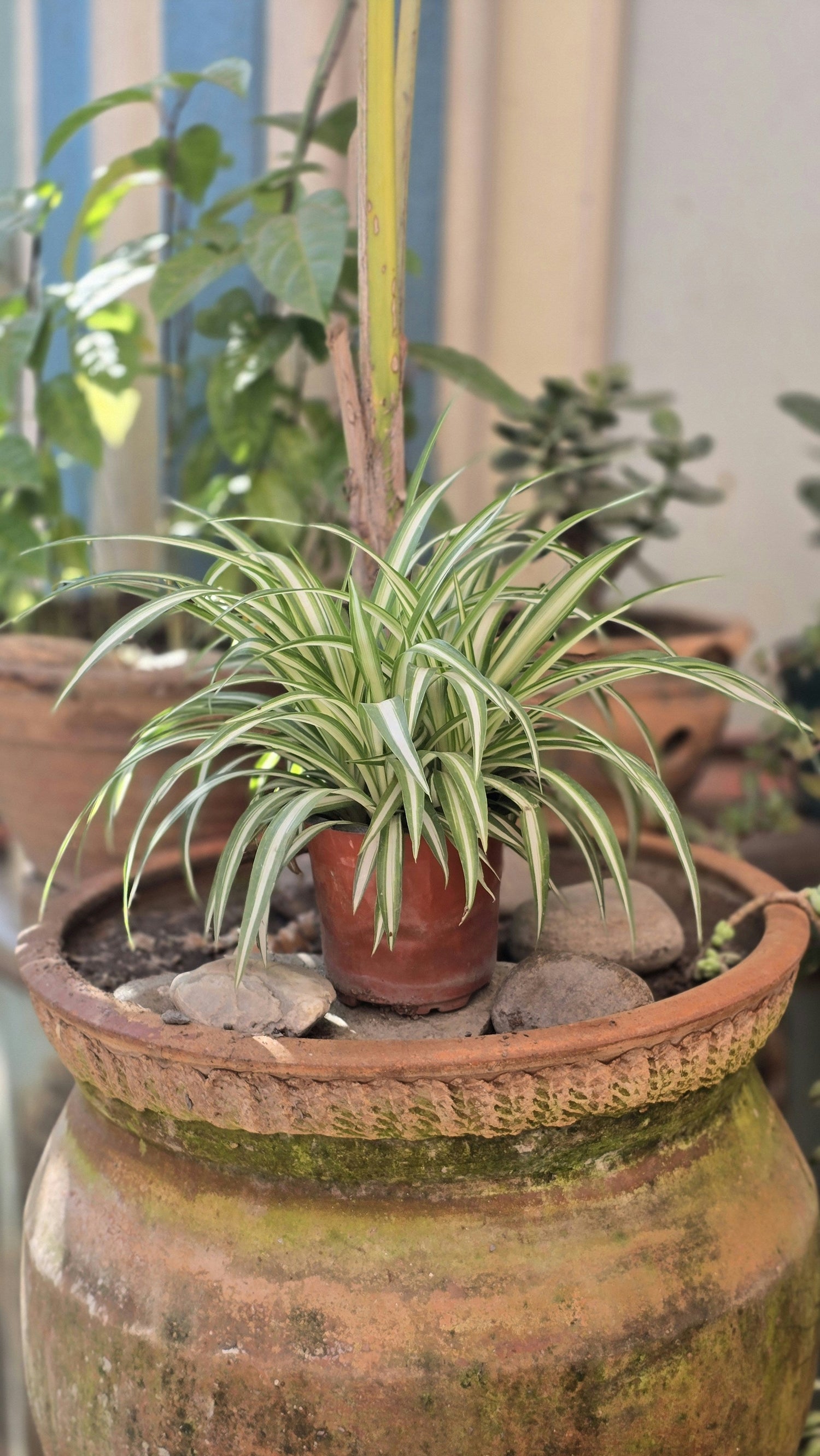 Spider Plants