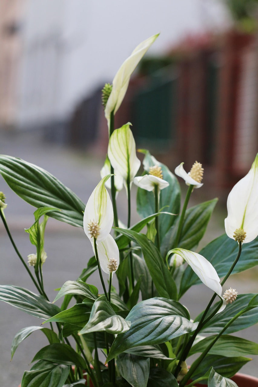 Peace Lily