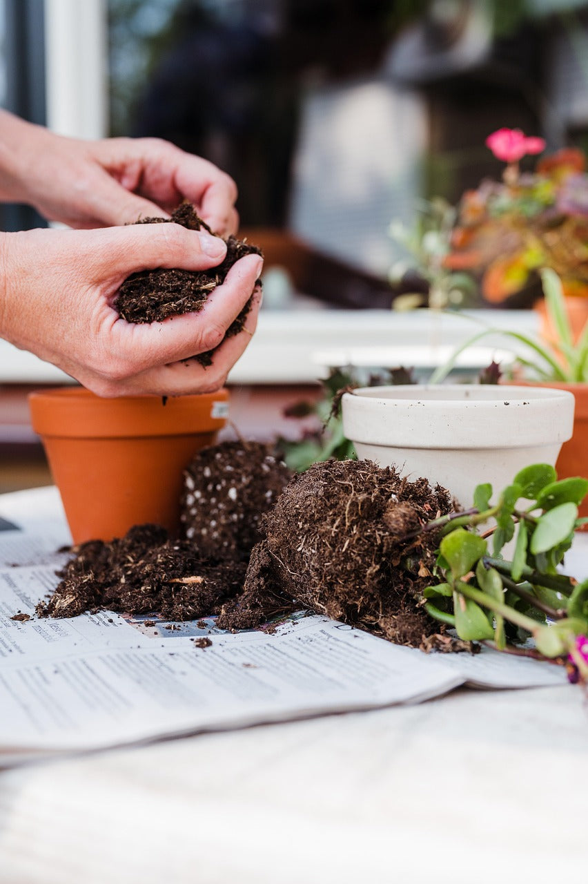 Succulent & Cactus Soil