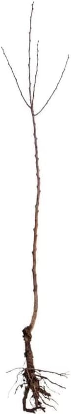 5 Chinese (Lacebark) Elm Trees - 12-24" Tall Live Plants - Fast Growing Bonsai Trees - Ulmus parvifolia