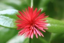 Baby Sun Rose | 3 Live Plants | Aptenia Cordifolia | Ground Cover Succulent | Easy Care Indoor Outdoor