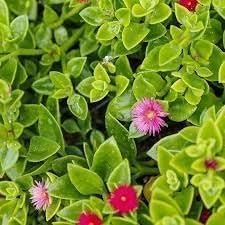 Baby Sun Rose | 3 Live Plants | Aptenia Cordifolia | Ground Cover Succulent | Easy Care Indoor Outdoor