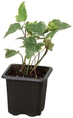 English Ivy Glacier Live Plant for Indoor | Different Houseplants in 3'' Pot | Real House Plant for Living Room, Office, Desk & Bathroom | English Ivy | Common Ivy