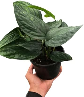 HOUSE PLANT SHOP | Monstera 'Peru' - 6" Pot | Live Indoor Plant | Easy to Care | Natural Décor Plant | Great Gifts | Free Care Guide