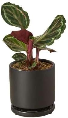 Calathea Roseopicta Medallion Live Plant for Indoor | Different Houseplants in 4'' & 6'' Pot | Real House Plant for Living Room, Office, Desk & Bathroom | Peacock Zebra