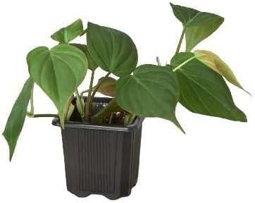 Philodendron Velvet Live Plant for Indoor | Different Houseplants in 4'' & 6'' Pot | Real House Plant for Living Room, Office, Desk & Bathroom | Micans | Heart-Leaf | hederaceum