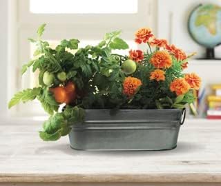 Buzzy Seeds My First Garden Windowsill Grow Kit, Tomato and Marigold Seeds, Indoor Gardening Starter Set for Beginners, Fun DIY Planting Project Gift, New Home Present