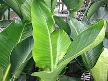 Giant White Bird of Paradise - Live Plant in a 3 Gallon Pot - Strelitzia Nicolai - Stunning Tropical Evergreen Plant