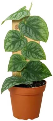 House Plant Shop | Monstera Plant | Live Indoor Plant | Easy to Care | Natural Décor Plant | Great Gifts| Free Care Guide (Dubia, 4")