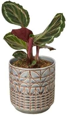 Calathea Roseopicta Medallion Live Plant for Indoor | Different Houseplants in 4'' & 6'' Pot | Real House Plant for Living Room, Office, Desk & Bathroom | Peacock Zebra