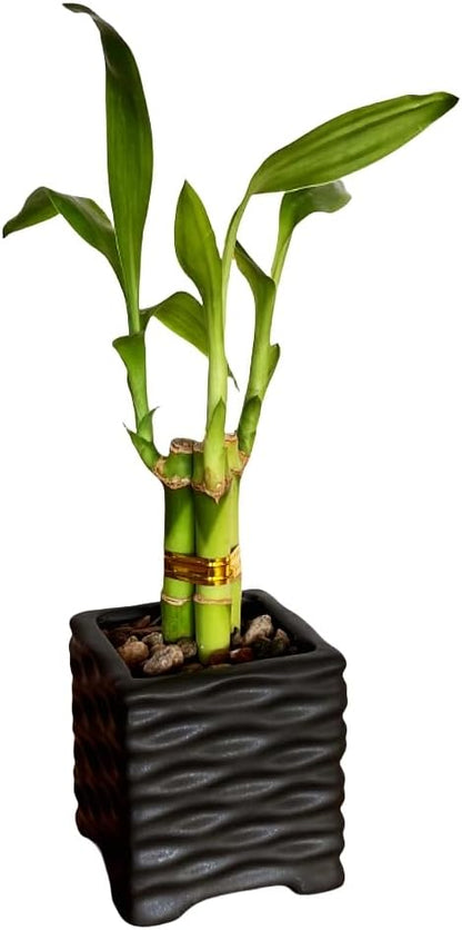 Coop & Harp 3-Stalk 4" Lucky Bamboo Live Indoor Plant with Ceramic Cube Textured Vase, Live Indoor Lucky Bamboo for Home, Office and Gift (Cube Black)