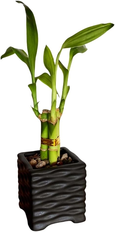 Coop & Harp 3-Pack 3-Stalk 4" Lucky Bamboo Live Indoor Plant with 3 Ceramic Cube Textured Vases, Live Indoor Lucky Bamboo for Home, Office and Gift (Cube Mix)