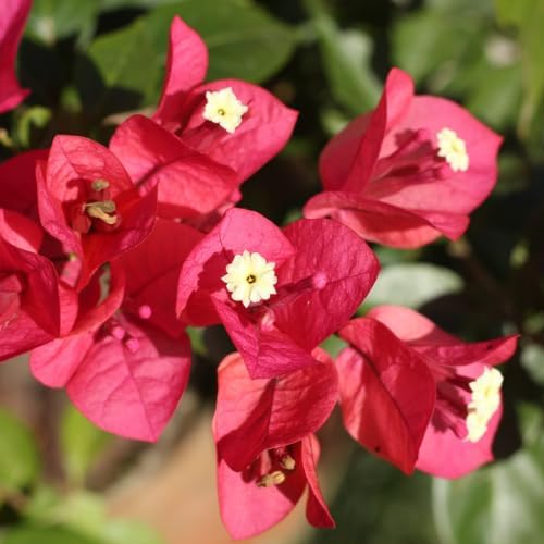 Set 2 Pink Red Bougainvillea Plants Live, 5-8" Perennial Colorful Bougainvillea Plant for Outdoor Garden, Patio, Well Rooted