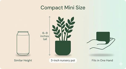 ZZ Plant 3/4/6/8" - Zamioculcas Zamiifolia Raven Plant- Indoor Easy Care House Plant - Live Plant (3" Pot)