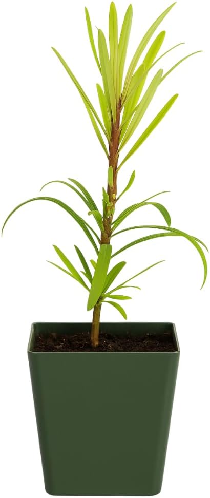 My Shelfie – Podocarpus Macrophyllus Maki Tree (Japanese Yew), 2-Inch Live Evergreen Bonsai Starter Plant for Outdoor Garden, Hedge, or Landscape Décor (1)