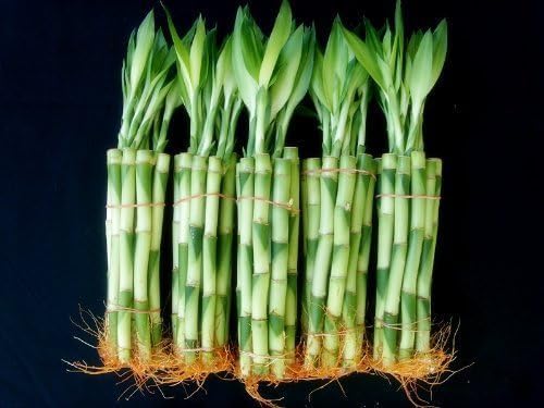 Lucky Bamboo Plants, 50 Stalks in 5 Bundles, 8 Inches Straight