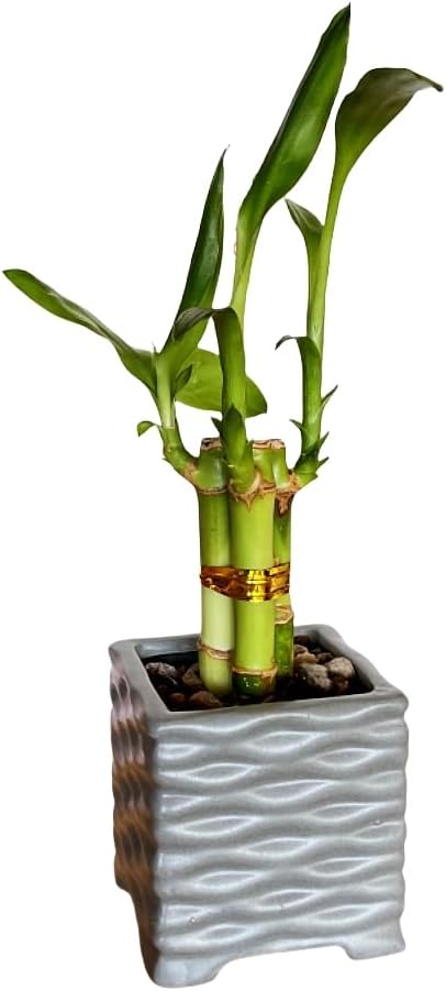 Coop & Harp 3-Pack 3-Stalk 4" Lucky Bamboo Live Indoor Plant with 3 Ceramic Cube Textured Vases, Live Indoor Lucky Bamboo for Home, Office and Gift (Cube Mix)