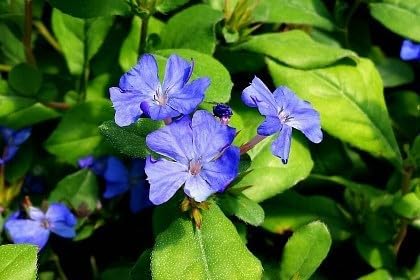 Greenwood Nursery: Live Ground-Cover Plants - Dwarf Plumbago + Ceratostigma Plumbaginoides - [Qty: 2X Pint Pots] - (Click for Other Available Plants/Quantities)