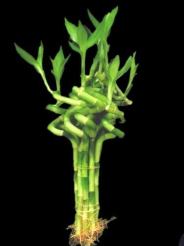 jmbamboo-10 Stalks of 6 Inches Spiral Lucky Bamboo, 10 Bottles oF Fertilizer Plant Food