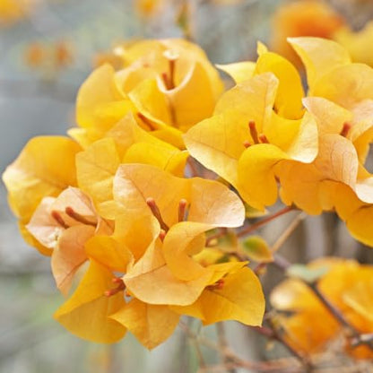 Set 2 Yellow Gold Bougainvillea Plants Live, 5-8" Perennial Colorful Bougainvillea Plant for Outdoor Garden, Patio, Well Rooted