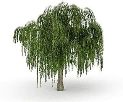 Australian Willow Bonsai Trees Fresh Cutting - Extensive Thick Trunks Fast Growing Light Bonsai Indoor Money Plant - Antique Piece for Your Home and Office