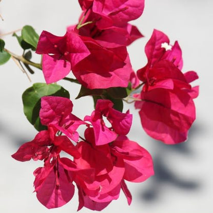 Set 2 Dark Pink Bougainvillea Plants Live, 5-8" Perennial Colorful Bougainvillea Plant for Outdoor Garden, Patio, Well Rooted