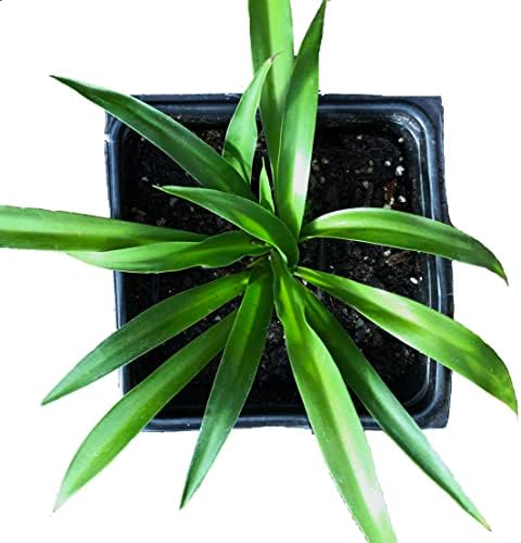 Shamrock Spider Plant (Chlorophytum comosum) 2.5 inch Pot - Non-Variegated, Solid Green Spider Plant - Air Purifying