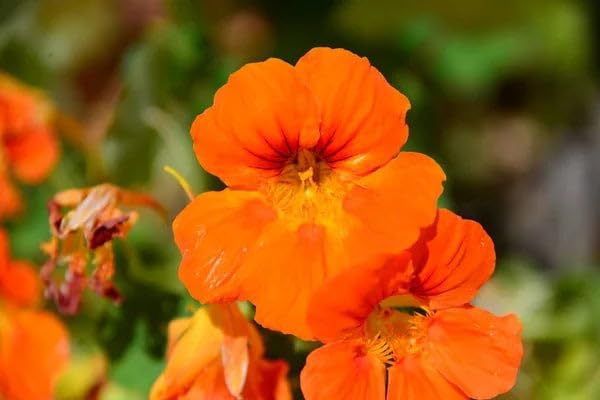 Park Seed Geranium Flowering Plant Seeds, Compact Maverick Orange Variety with Bright Fluorescent Blooms, Heat and Humidity Tolerant, Pack of 10
