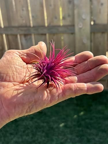 Air Plants - Tillandsia Ionantha - Organically Enhanced Color - Live Arrival Guaranteed - House Plants for Home Decor & Gift (Rose_Pink_2pk+2_Black_Planters)