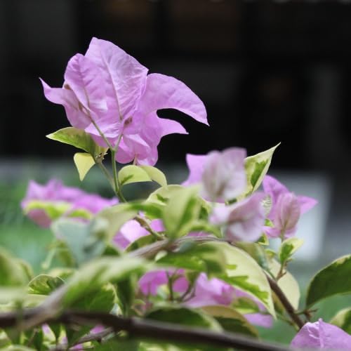 Set 2 Blueberry Ice Bougainvillea Plants Live, 5-8" Perennial Colorful Bougainvillea Plant for Outdoor Garden, Patio, Well Rooted