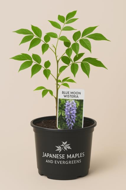 Blue Moon Wisteria Vine - Massive Foot Long Fragrant Flowers - Attract Hummingbirds - 2 - Year Plant by - Japanese Maples and Evergreens®