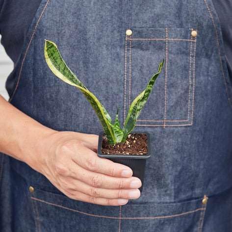Snake Plant Laurentii Live Plant for Indoor | Different Houseplants in 3'' Pot | Real House Plant for Living Room, Office, Desk & Bathroom | Laurentii | Mother-in-law's Tongue