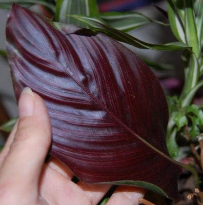 Pin Stripe Calathea - 5 Live Plants in 4 Inch Pots - Calathea Ornata - Beautiful Easy to Grow Air Purifying Indoor Plant