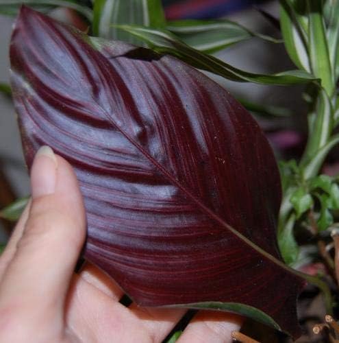 Pin Stripe Calathea - 3 Live Plants in 4 Inch Pots - Calathea Ornata - Beautiful Easy to Grow Air Purifying Indoor Plant