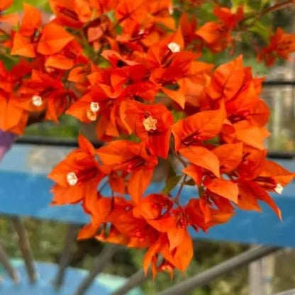 Set 2 Orange Bougainvillea Plants Live, 5-8" Perennial Colorful Bougainvillea Plant for Outdoor Garden, Patio, Well Rooted