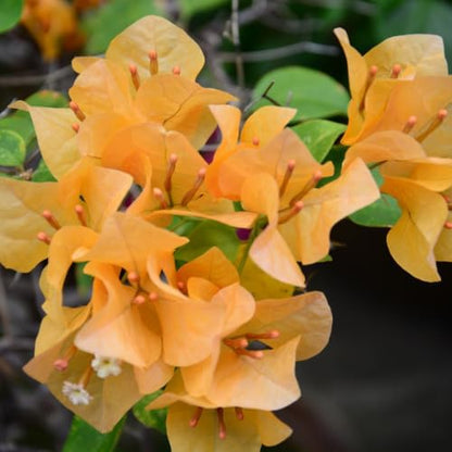 Set 2 Yellow Gold Bougainvillea Plants Live, 5-8" Perennial Colorful Bougainvillea Plant for Outdoor Garden, Patio, Well Rooted