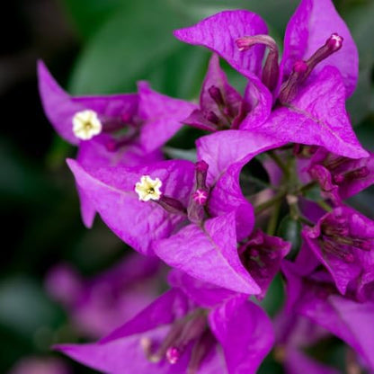 Set 2 Purple Bougainvillea Plants Live, 5-8" Perennial Colorful Bougainvillea Plant for Outdoor Garden, Patio, Well Rooted