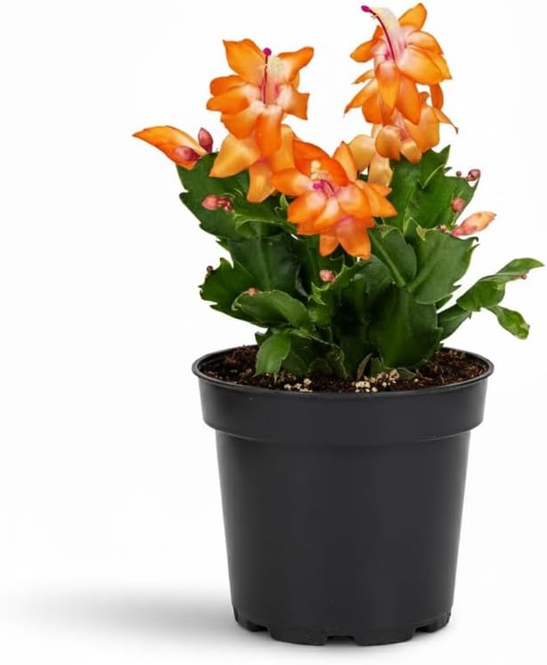 Orange Christmas Cactus Plants Live in 4 Inch Pot, Perennial Christmas Thanksgiving Cactus Plants Potted, Vibrant Flower Holiday Houseplant Indoors Outdoors