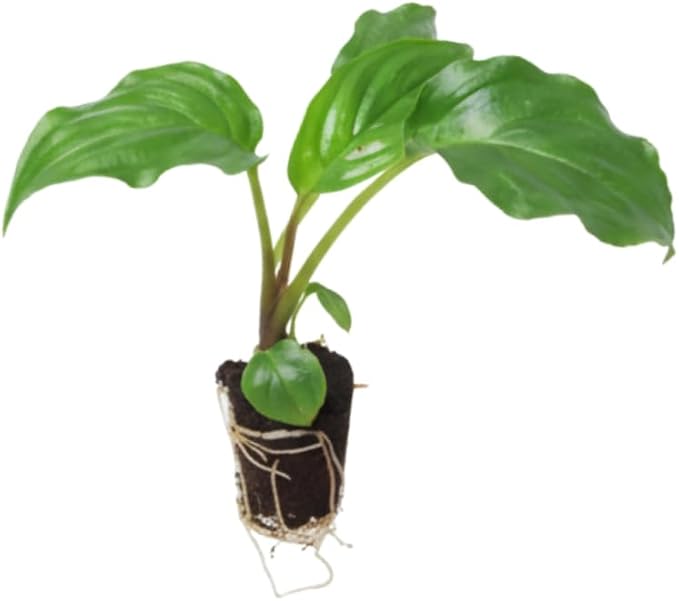 Black Bat Flower Live Plant, 4-8" Tall Bat Flower Plant, Tacca Chantrieri, Well Rooted Houseplant, No Pot
