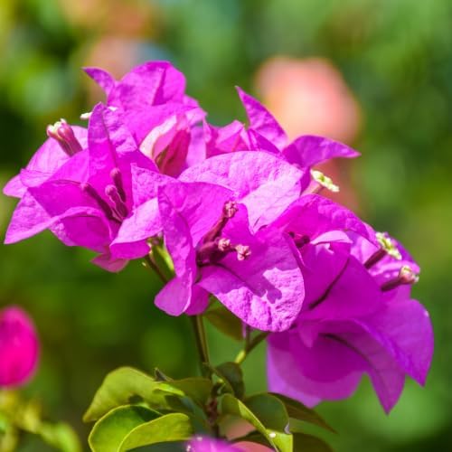 Set 2 Pink Bougainvillea Plants Live, 5-8" Perennial Colorful Bougainvillea Plant for Outdoor Garden, Patio, Well Rooted