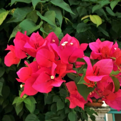 Set 2 Pink Red Bougainvillea Plants Live, 5-8" Perennial Colorful Bougainvillea Plant for Outdoor Garden, Patio, Well Rooted