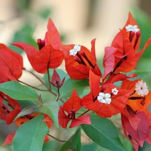 Set 2 Orange Bougainvillea Plants Live, 5-8" Perennial Colorful Bougainvillea Plant for Outdoor Garden, Patio, Well Rooted