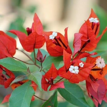 Set 2 Orange Bougainvillea Plants Live, 5-8" Perennial Colorful Bougainvillea Plant for Outdoor Garden, Patio, Well Rooted